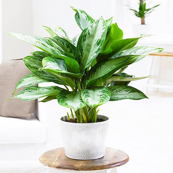 Mệnh Kim nên trồng cây gì trước nhà để đón tài lộc, bảo hộ cho gia đình?- Ảnh 2.