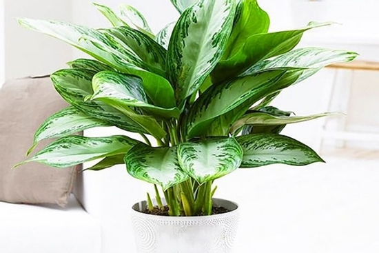 Mệnh Kim nên trồng cây gì trước nhà để đón tài lộc, bảo hộ cho gia đình?