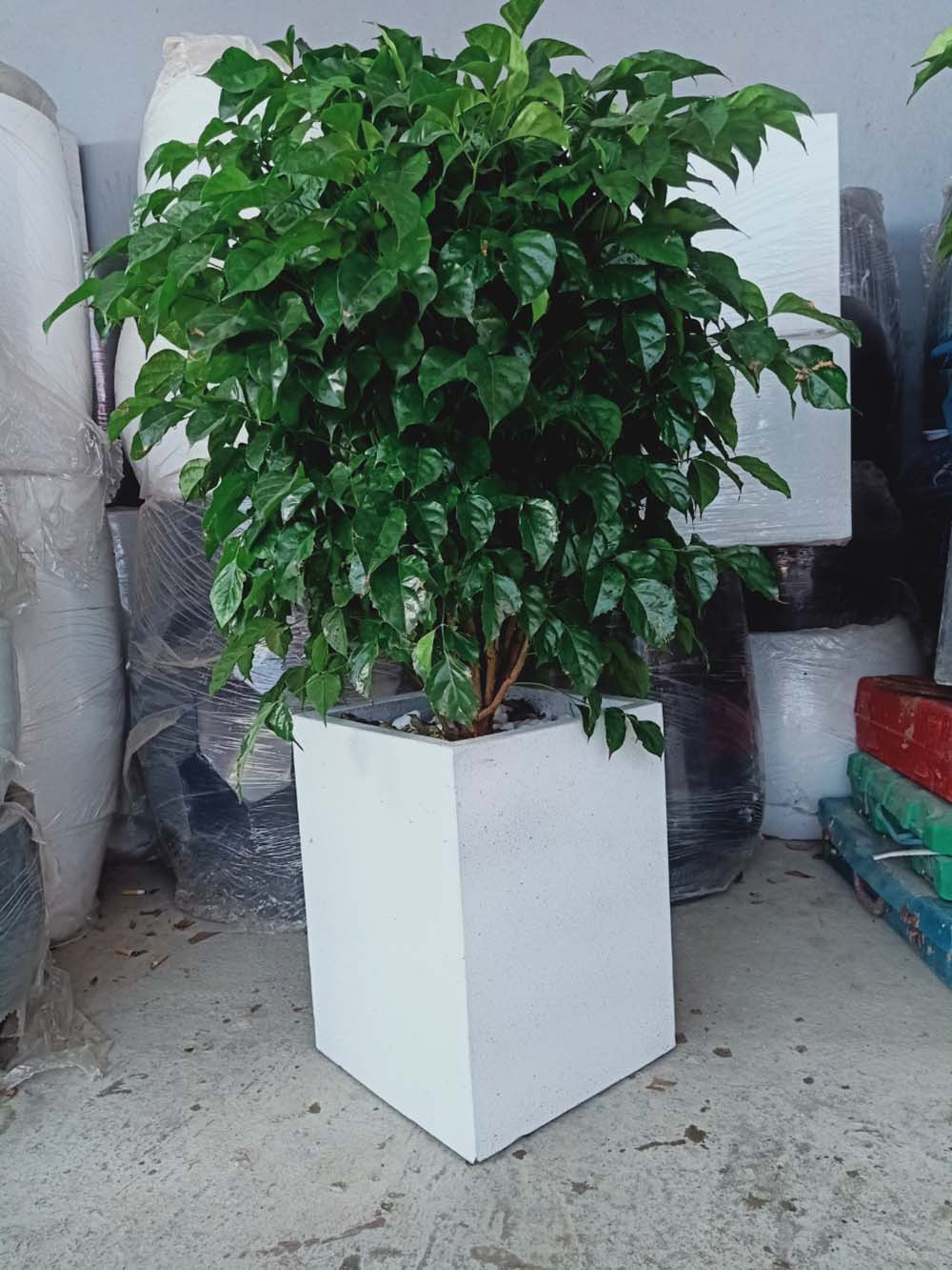 Mệnh Kim nên trồng cây gì trước nhà để đón tài lộc, bảo hộ cho gia đình?- Ảnh 4.