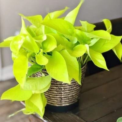 Mệnh Kim nên trồng cây gì trước nhà để đón tài lộc, bảo hộ cho gia đình?- Ảnh 3.