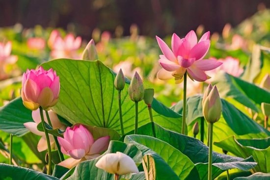 Người mệnh Kim nhất định không để loại cây hoa này trong nhà nếu không muốn ảnh hưởng đến vận khí của gia đình