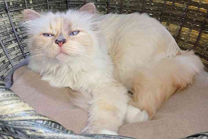 Người chăm sóc mèo Choupette (trong ảnh) của triệu phú Karl Lagerfeld được trả công 50 bảng Anh/giờ. (Ảnh: People)