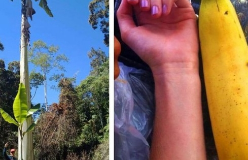 Loại chuối khổng lồ, 3-4 người mới ăn hết 1 quả, thân làm nhà, lá làm vải