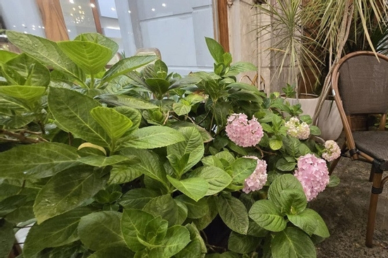 Mẹ chồng vướng lưới tình, ôm gia sản cung phụng trai trẻ