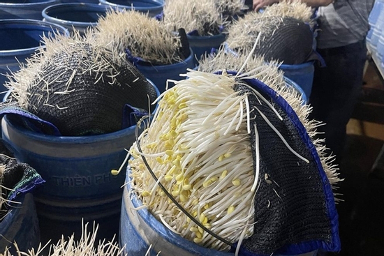 Ông Lưu Văn Vẽ khai ủ hàng trăm tấn giá đỗ bằng chất gì?