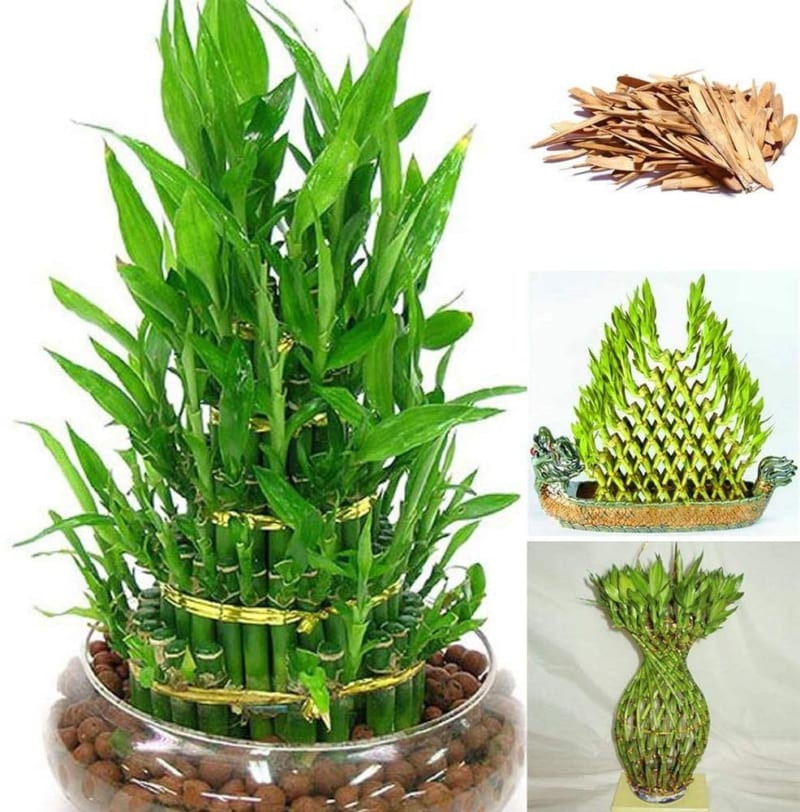 Cây cảnh giúp không gian bếp thu hút tài lộc và may mắn - Ảnh 3.