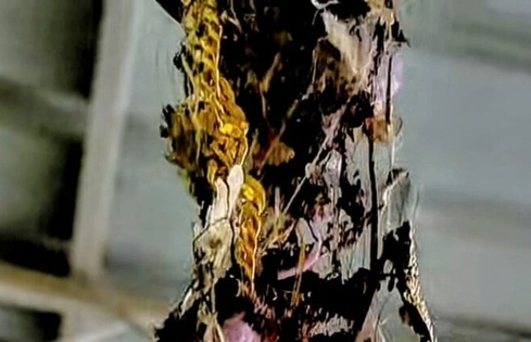 Người đàn ông sốc nặng khi phát hiện sợi dây chuyền vàng trên tổ chim