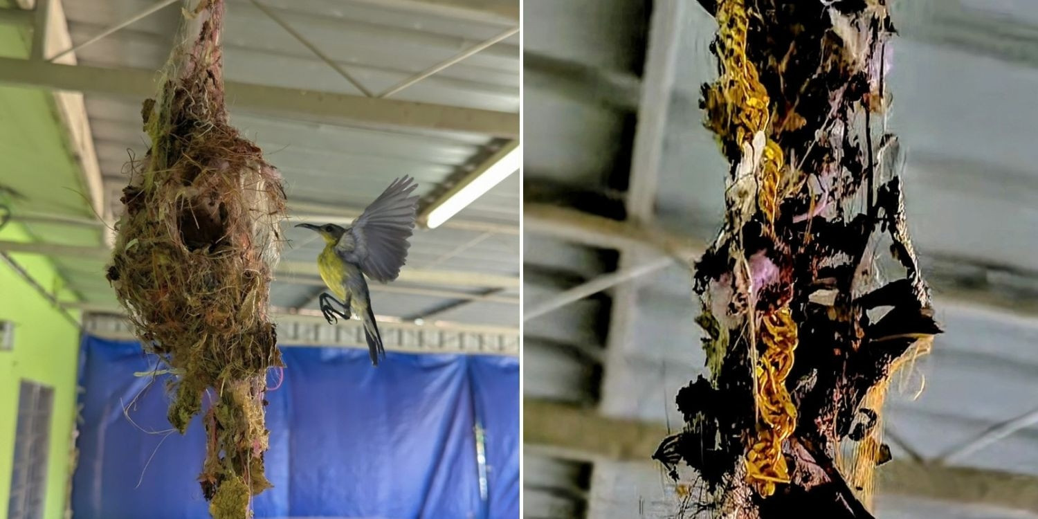 Người đàn ông sốc nặng khi phát hiện sợi dây chuyền vàng trên tổ chim- Ảnh 1.