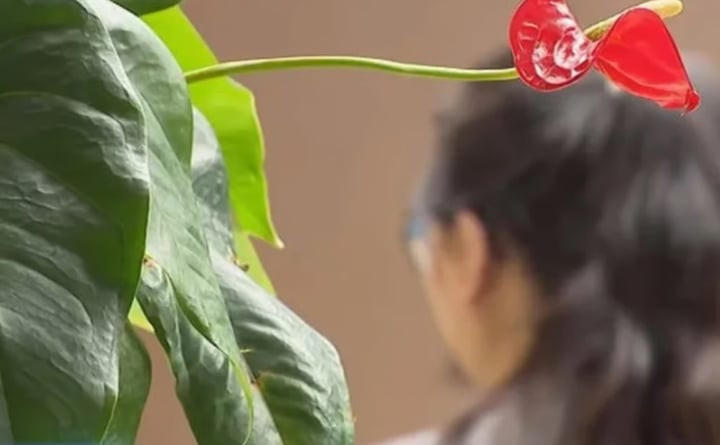 Wu đầu tư 100 nghìn nhân dân tệ vào dự án chăn nuôi gia súc. (Ảnh: CCTV)