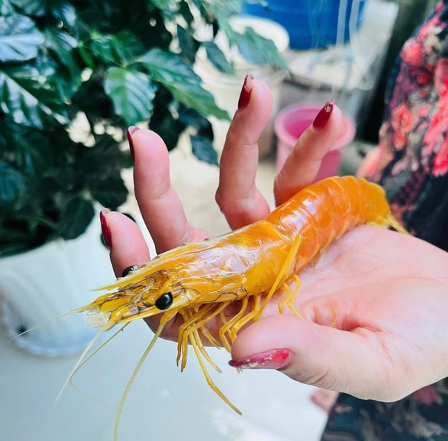 Nuôi tôm hơn 25 năm, phát hiện con tôm sú vàng như luộc ảnh 1