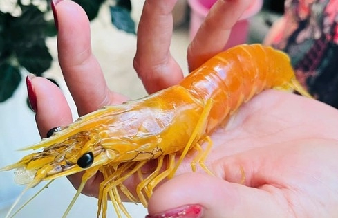 Nuôi tôm hơn 25 năm, phát hiện con tôm sú vàng như luộc