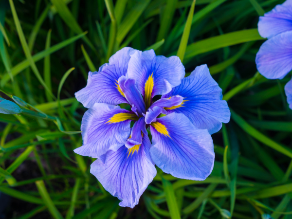 Hỷ sự ập vào nhà đúng 13 ngày tới, 3 con giáp chuẩn bị bước vào giới thượng lưu, làm gì cũng PHÁT, LỘC LÁ bay phấp phới đầy nhà - Ảnh 3