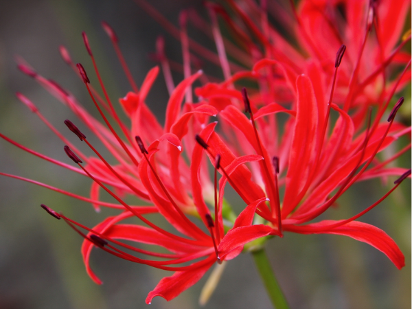 Hỷ sự ập vào nhà đúng 13 ngày tới, 3 con giáp chuẩn bị bước vào giới thượng lưu, làm gì cũng PHÁT, LỘC LÁ bay phấp phới đầy nhà - Ảnh 1