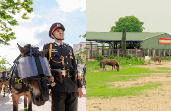 Hình ảnh lạ của những chú ngựa trong dàn kỵ binh sau khi hoàn thành nhiệm vụ đại lễ 30/4