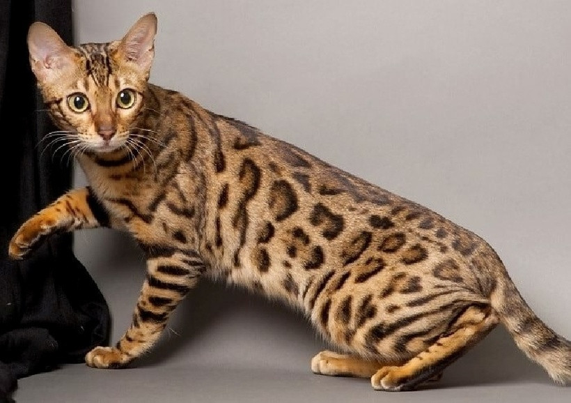 Phiên bản Ashera đắt nhất hiện nay là cá thể mang bộ lông Royal Ashera với màu vàng nâu cùng các vết đốm trên thân mèo lạ mắt.