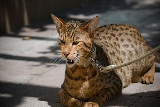 Cận cảnh mèo cảnh giá 'khủng' được tạo ra từ phòng thí nghiệm, có giá lên tới 2,5 tỷ đồng