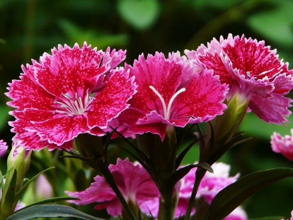 Nửa cuối tháng 5/2025, 3 con giáp tiền tài phủ phê, vàng đeo đầy người, đổi đời sau một đêm, muốn nghèo cũng không được - Ảnh 3