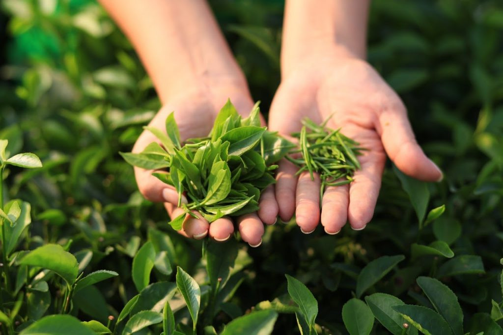 7 thực phẩm vừa làm đẹp da vừa giúp giải độc gan tự nhiên- Ảnh 3.