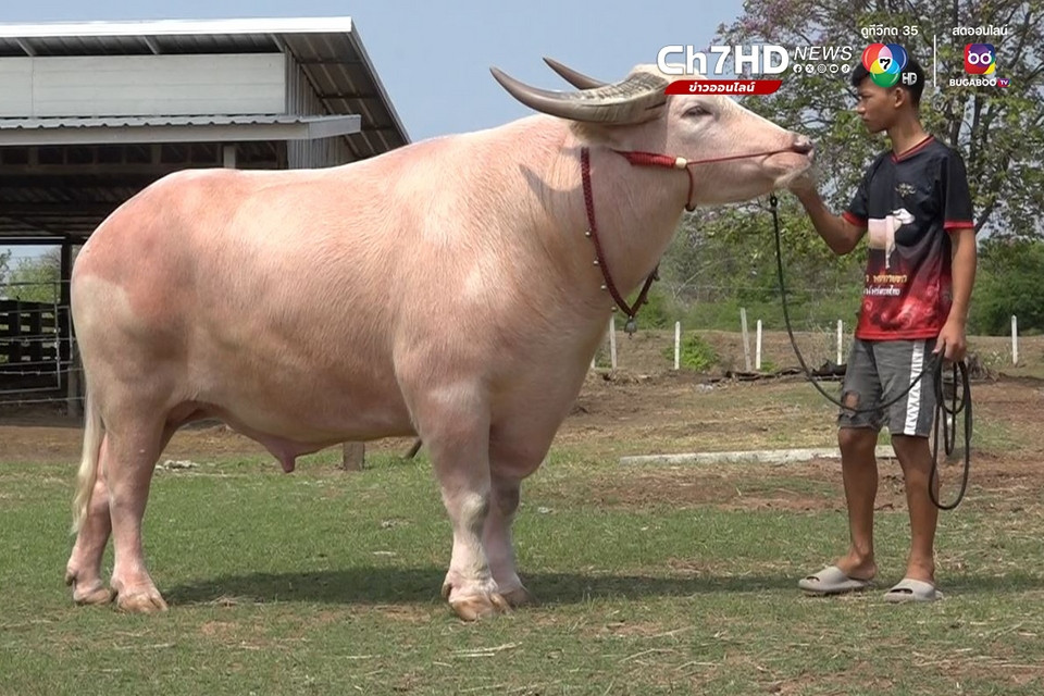 Con trâu bạch tạng được trả 3,9 tỷ đồng, người đàn ông quyết không bán- Ảnh 1.