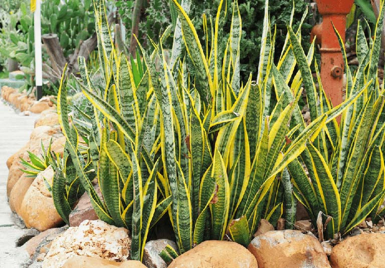 Những điều kiêng kỵ trước cửa nhà cần tránh nếu không muốn gia đình bất hòa, làm mãi không giàu - Ảnh 5.