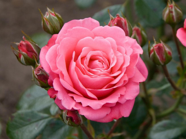 Đúng 20h hôm nay, ngày 14/6/2025, 3 con giáp lọt vào mắt xanh của Phật Bà, Phú Quý Tài Lộc tự tìm đến nhà, xòe tay hứng tiền, trở thành đại gia - Ảnh 2