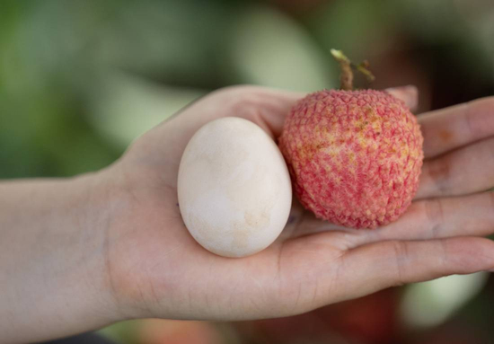 Loạn giá vải trứng Hưng Yên: Nơi 240.000 đồng/kg, nơi chỉ 45.000 đồng/kg, chuyện gì đây?