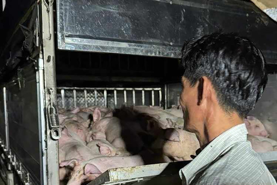 Xe chở 120 con heo không giấy kiểm dịch đưa vào Bạc Liêu tiêu thụ