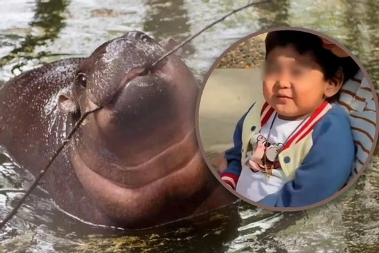 Xúc động cảnh cậu bé ung thư được thỏa ước mơ gặp hà mã Moo Deng trước khi mất