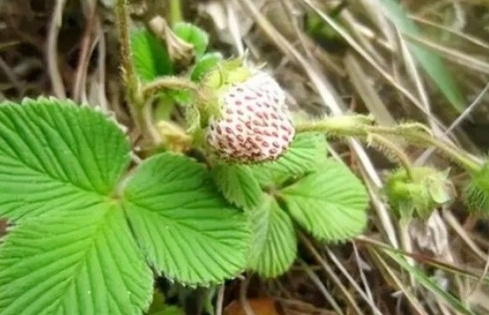 Quả nước ngoài từng 'đắt như vàng', người Việt đem về trồng mà hốt bạc