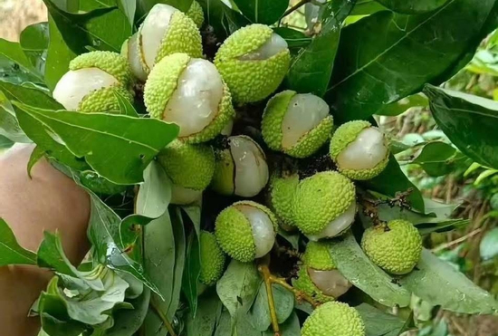 Xuất hiện loại vải 