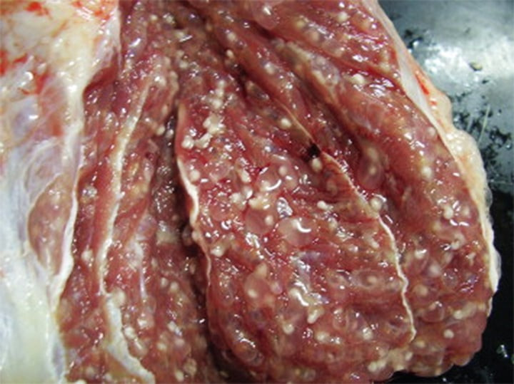 Dấu hiệu lợn nhiễm sán. (Ảnh: Sciencedirect)