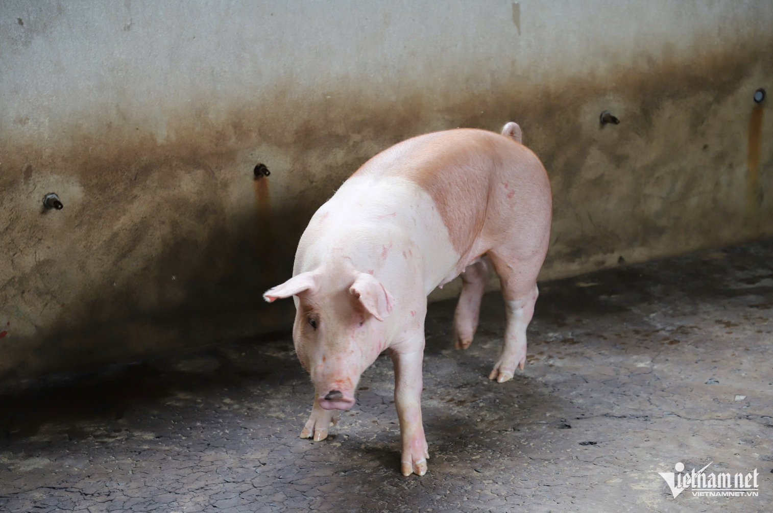 W-C.P. Việt Nam.png