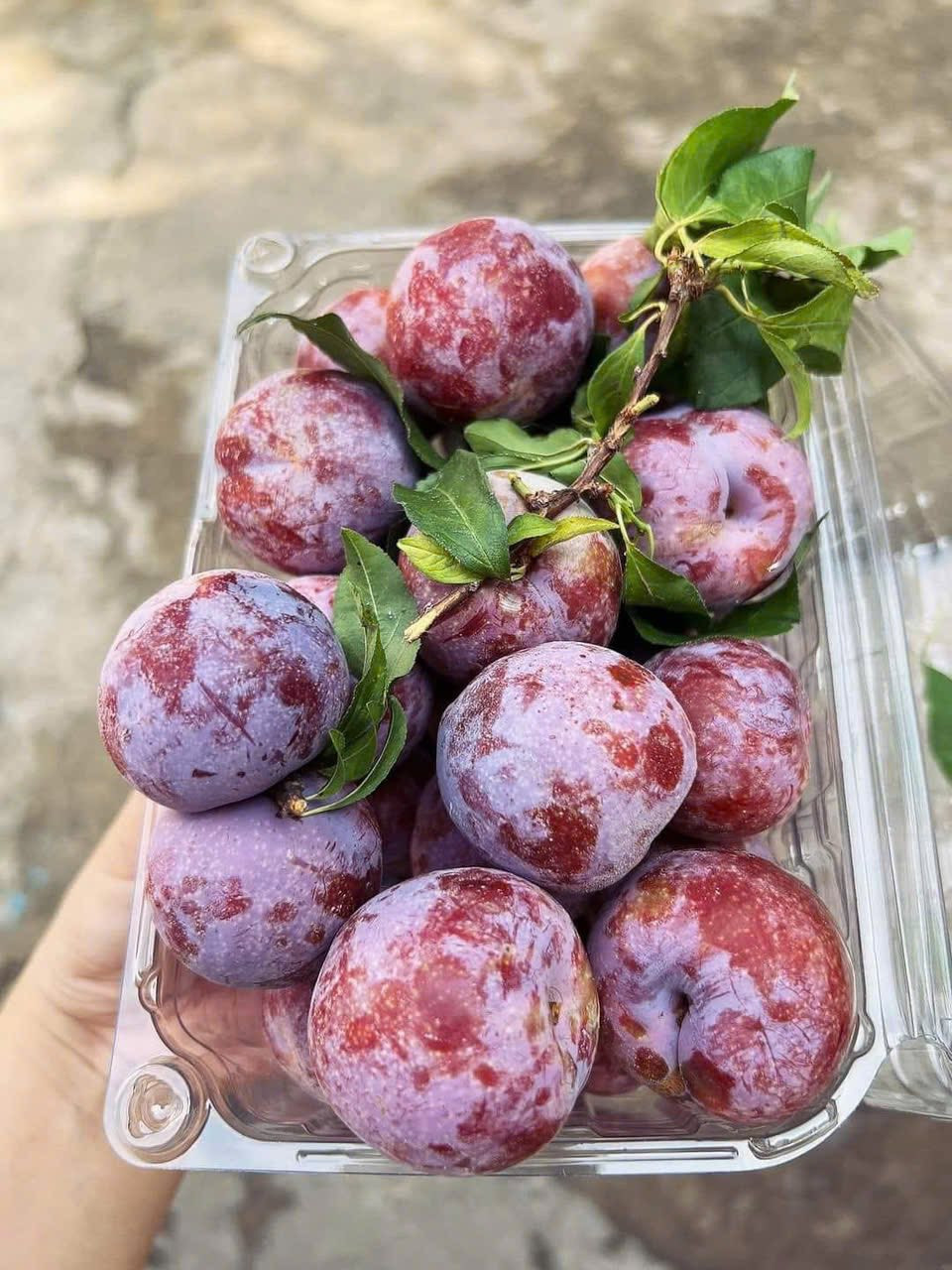 Mận giữa vụ siêu rẻ chỉ 10.000 đồng/kg, chị em tranh thủ mua và rỉ tai nhau công thức làm siro mận giải nhiệt cực dễ, cực ngon- Ảnh 3.