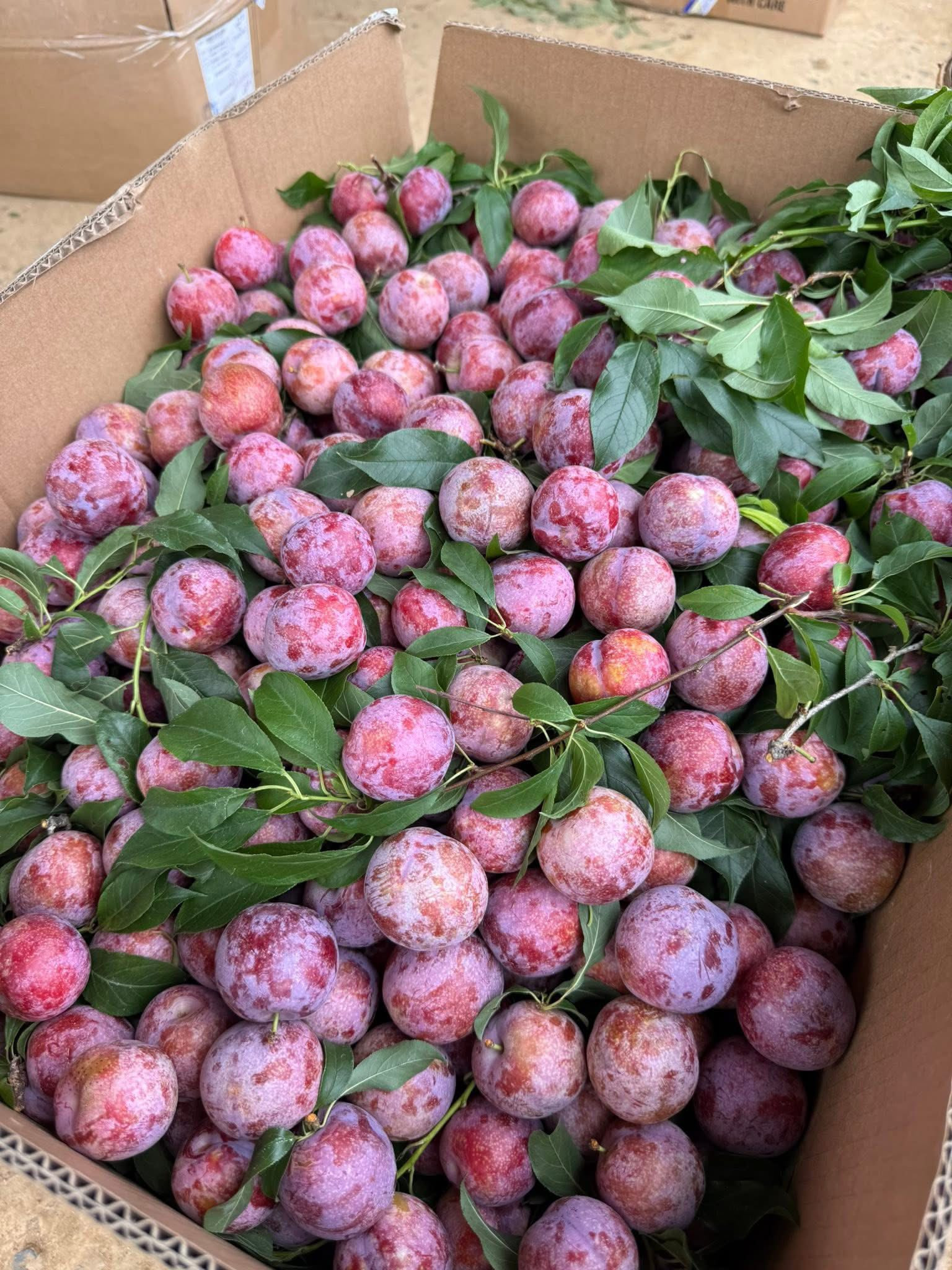 Mận giữa vụ siêu rẻ chỉ 10.000 đồng/kg, chị em tranh thủ mua và rỉ tai nhau công thức làm siro mận giải nhiệt cực dễ, cực ngon- Ảnh 2.