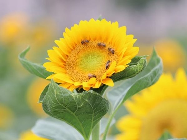 Trúng số độc đắc vào ngày mai 22/6/2025, 3 con giáp đạp trúng mỏ vàng, của cải chạm đỉnh, sự nghiệp được đà tiến xa, thời kỳ hoàng kim rực rỡ - Ảnh 1