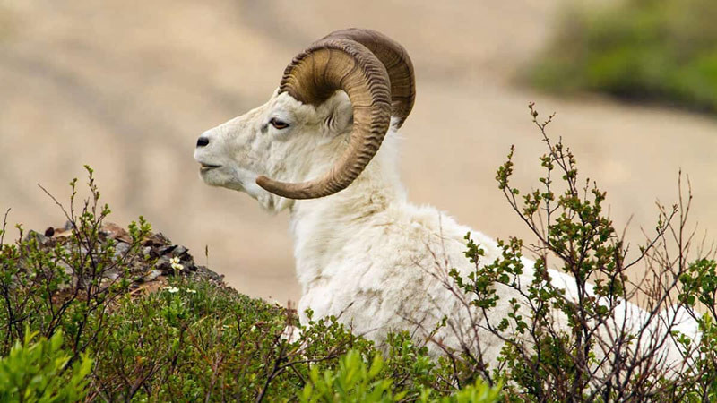 4 con giáp được sao Tài lộc chiếu mệnh trong tháng 7- Ảnh 4.