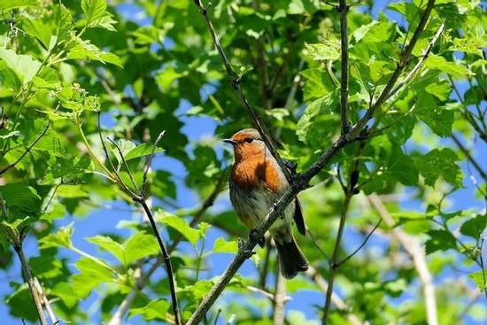 Tháng sinh Âm lịch của người thông minh, sắc sảo