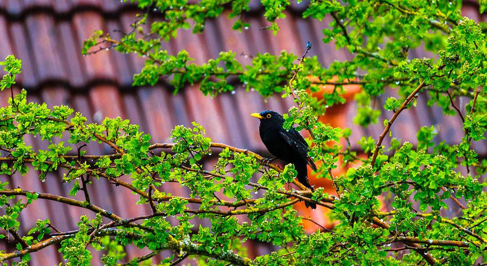 Tháng sinh Âm lịch của người thông minh, sắc sảo- Ảnh 2.