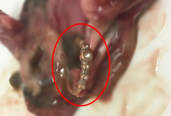 Người phụ nữ hét lên sung sướng khi tìm thấy thứ trong bụng con cá