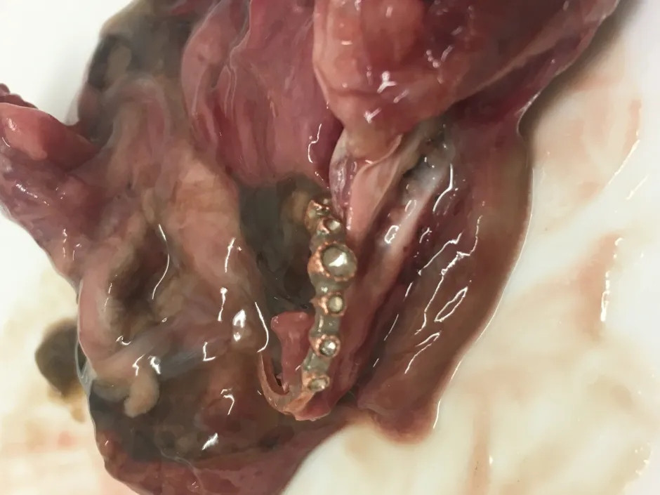 Người phụ nữ hét lên sung sướng khi tìm thấy thứ trong bụng con cá- Ảnh 1.