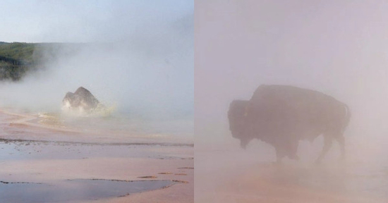 Bò rừng bị luộc chín trong suối nước nóng khiến du khách hoảng hồn