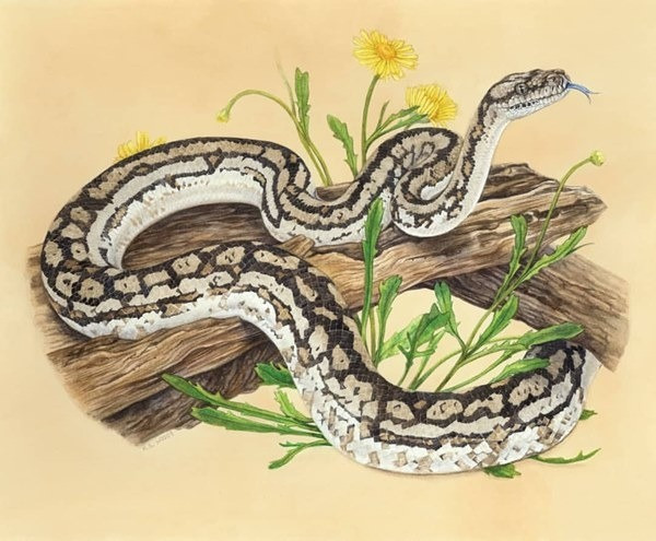 Điểm tên các con giáp không thể chống lại mệnh phú quý - Ảnh 4.