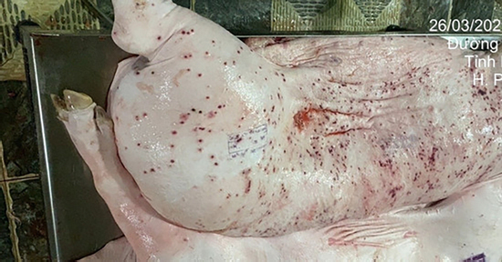 Heo bệnh tại cơ sở gia công cho C.P. Việt Nam sao lại có dấu được lưu thông?