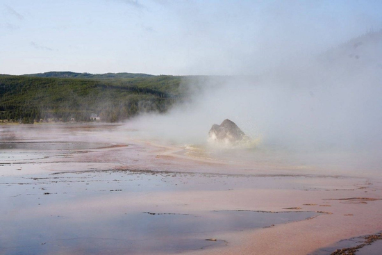 Bò rừng bị luộc chín trong suối nước nóng khiến du khách hoảng hồn