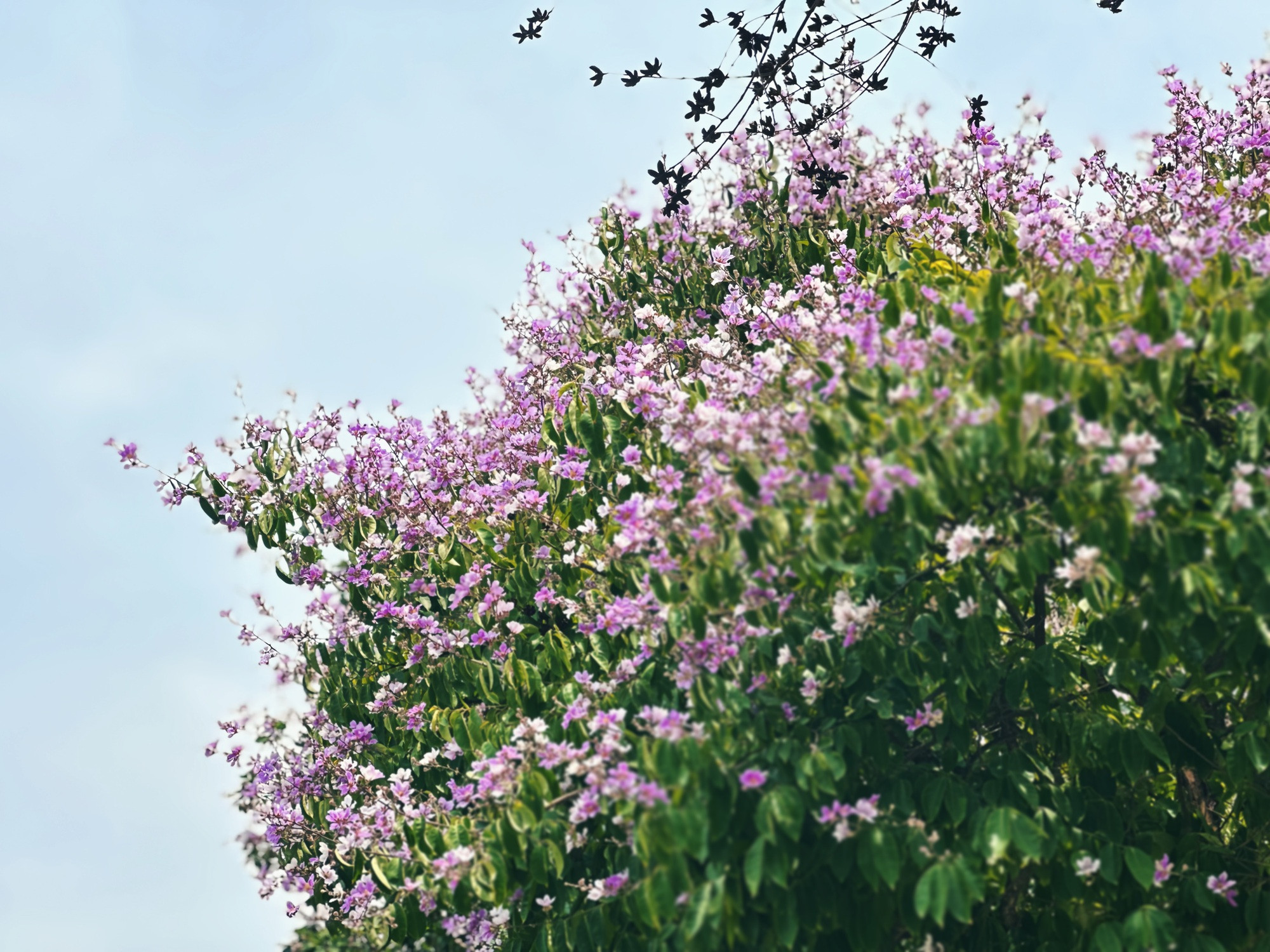 Cận cảnh hoa bằng lăng tím nợ rộ khắp phố phường Hà Nội - Ảnh 12.