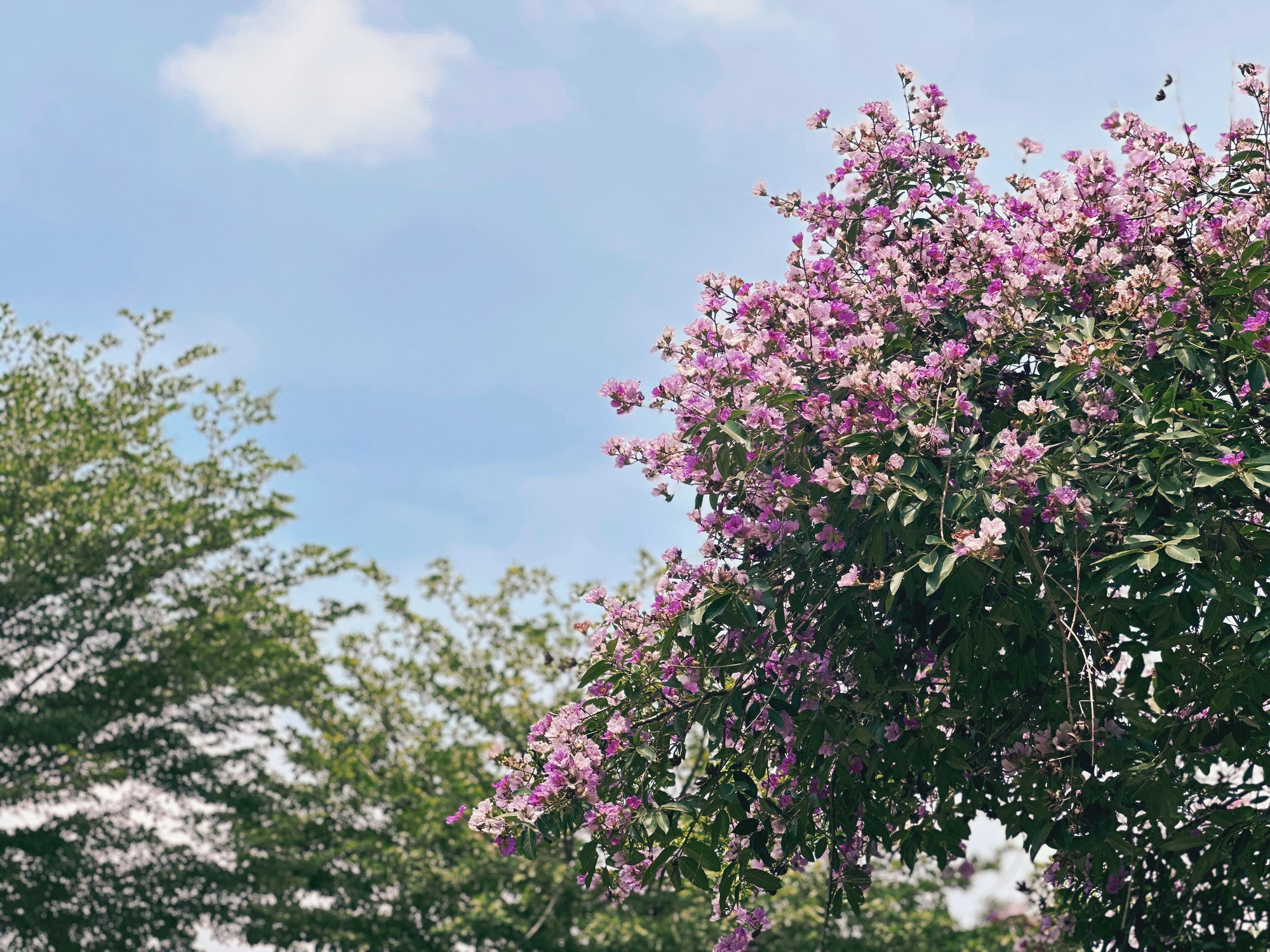 Cận cảnh hoa bằng lăng tím nợ rộ khắp phố phường Hà Nội - Ảnh 3.