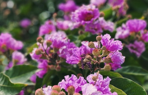 Mạng xã hội đang 'rụng tim' vì loạt ảnh hoa bằng lăng tím phủ kín phố phường Hà Nội