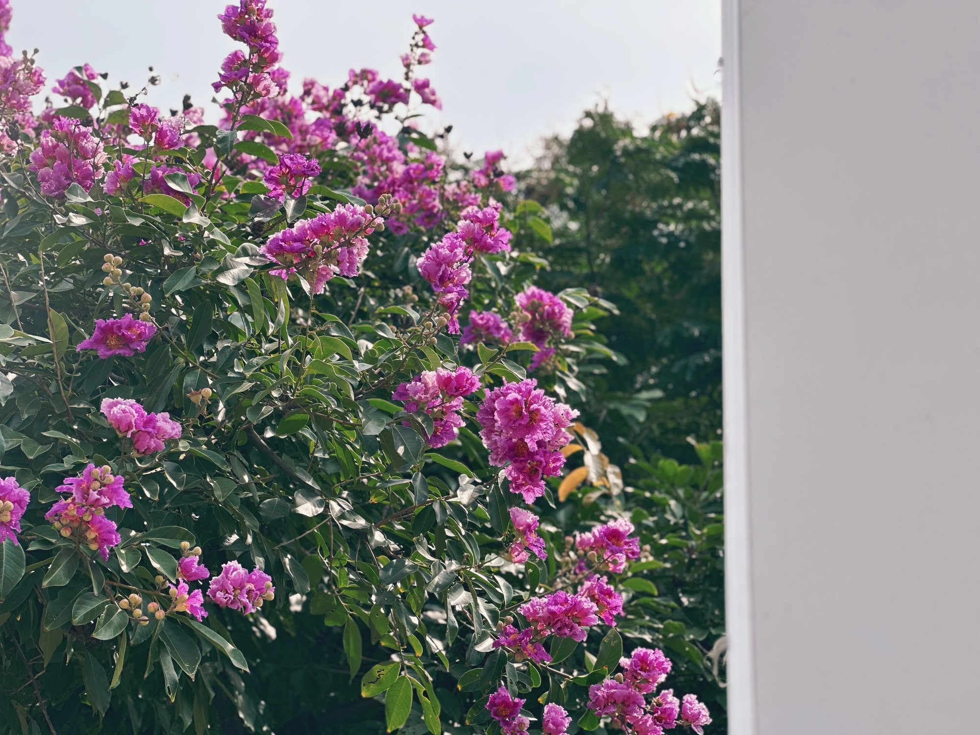 Cận cảnh hoa bằng lăng tím nợ rộ khắp phố phường Hà Nội - Ảnh 6.