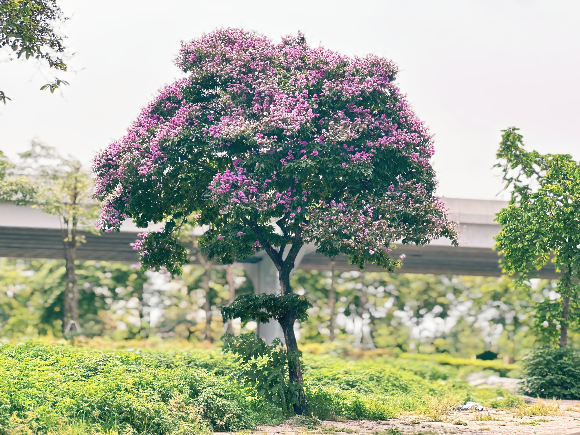 Cận cảnh hoa bằng lăng tím nợ rộ khắp phố phường Hà Nội - Ảnh 4.