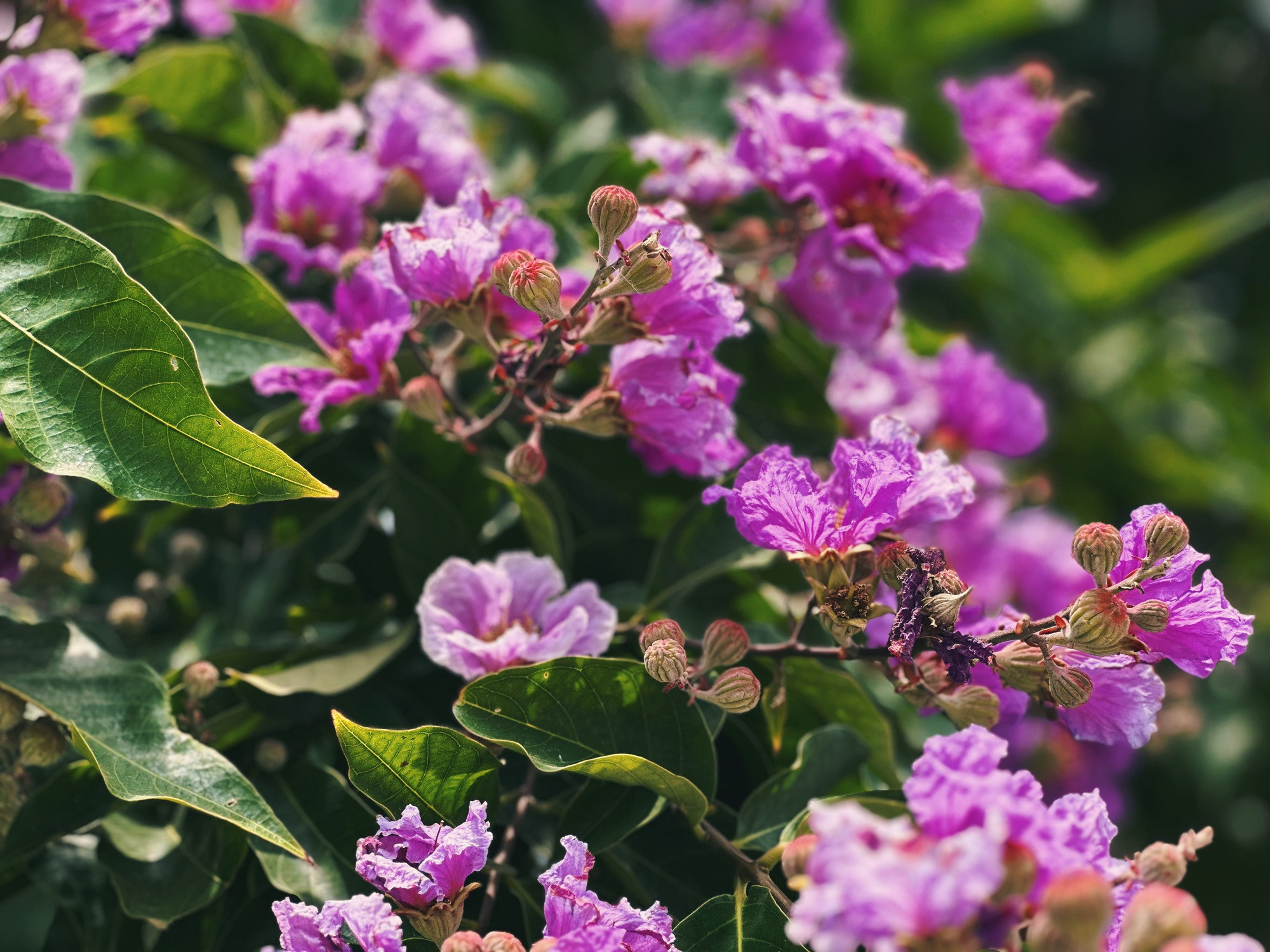 Cận cảnh hoa bằng lăng tím nợ rộ khắp phố phường Hà Nội - Ảnh 3.